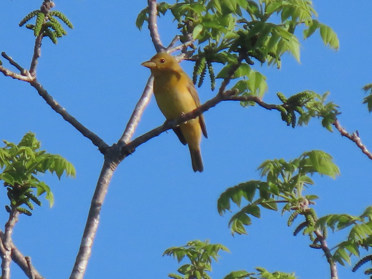 Summer Tanager - ML439957091