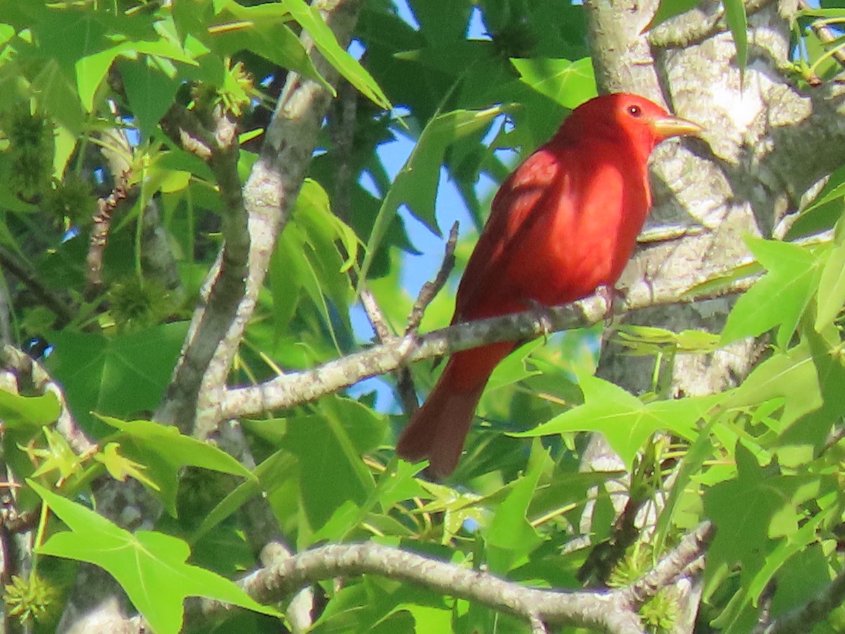 Summer Tanager - ML439957141