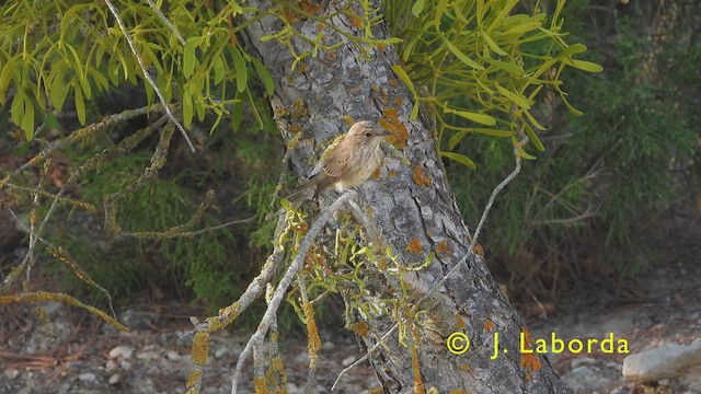 Spotted Flycatcher - ML439958981