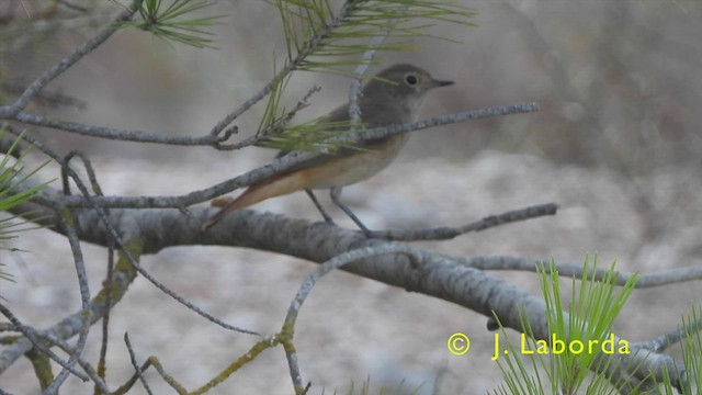 Common Redstart - ML439959211