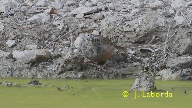 Rock Bunting - ML439959611
