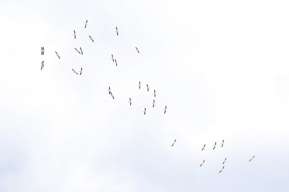 American White Pelican - Hannah Toutonghi