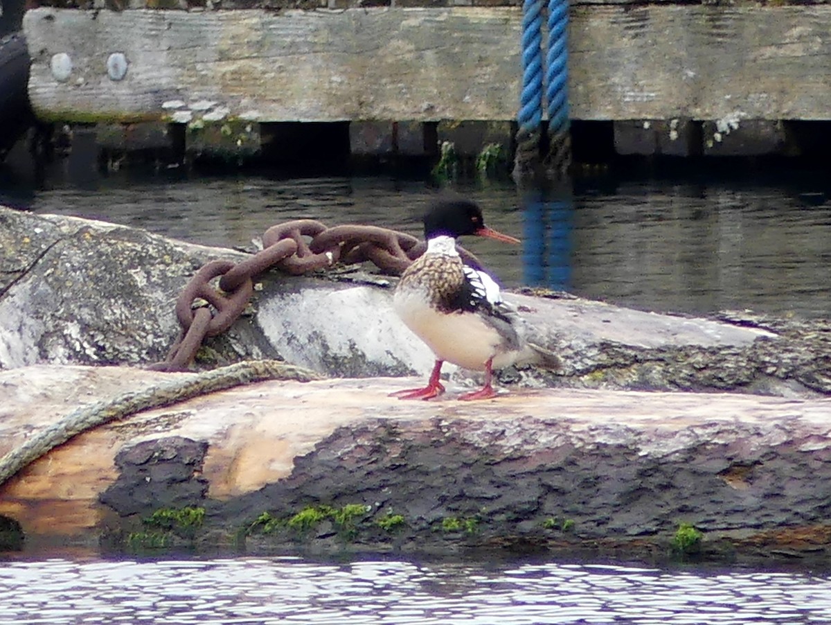 Red-breasted Merganser - ML439960541