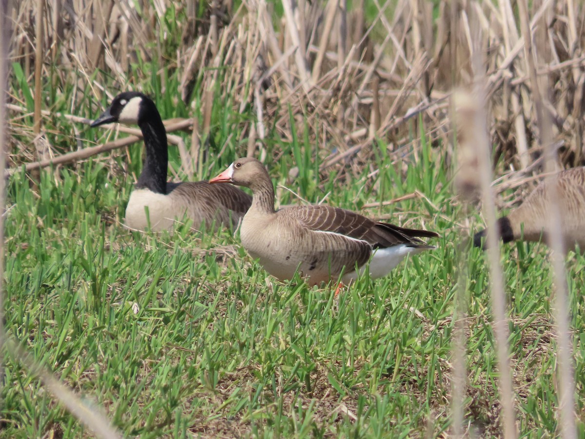 Greater White-fronted Goose - Cordia Sammeth