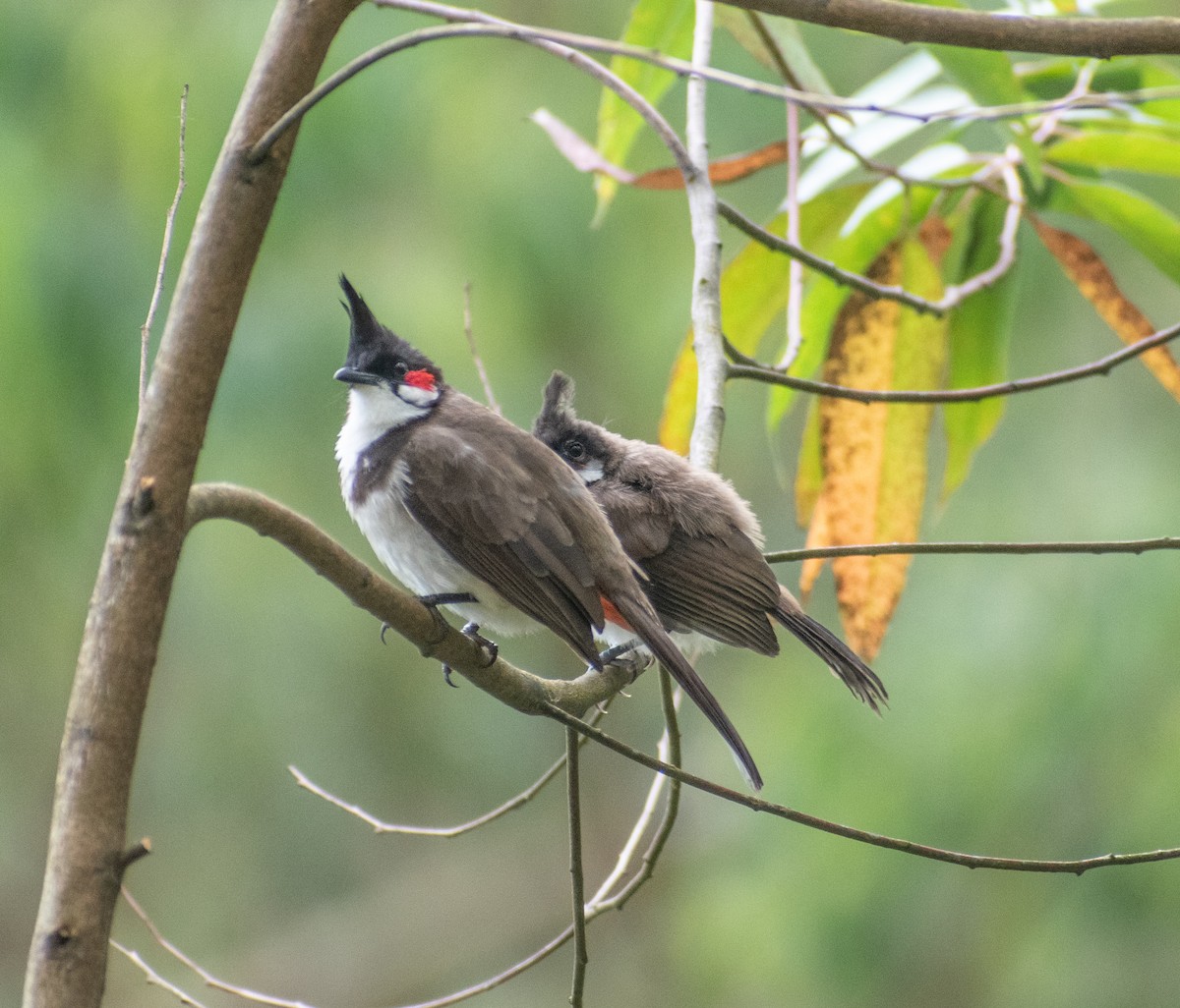 Red-whiskered Bulbul - ML439963251