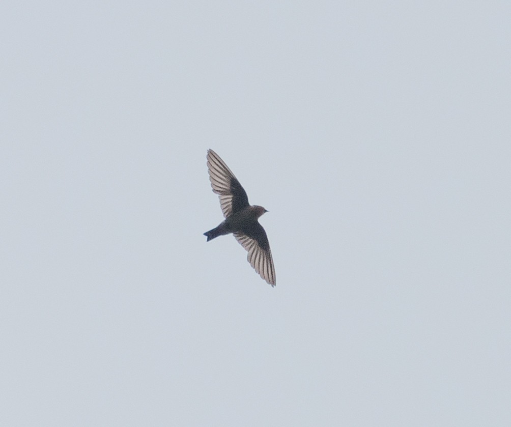 Indian Swiftlet - Karan Matalia