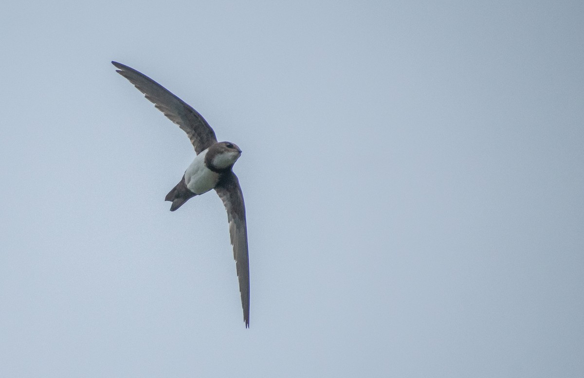 Alpine Swift - Karan Matalia