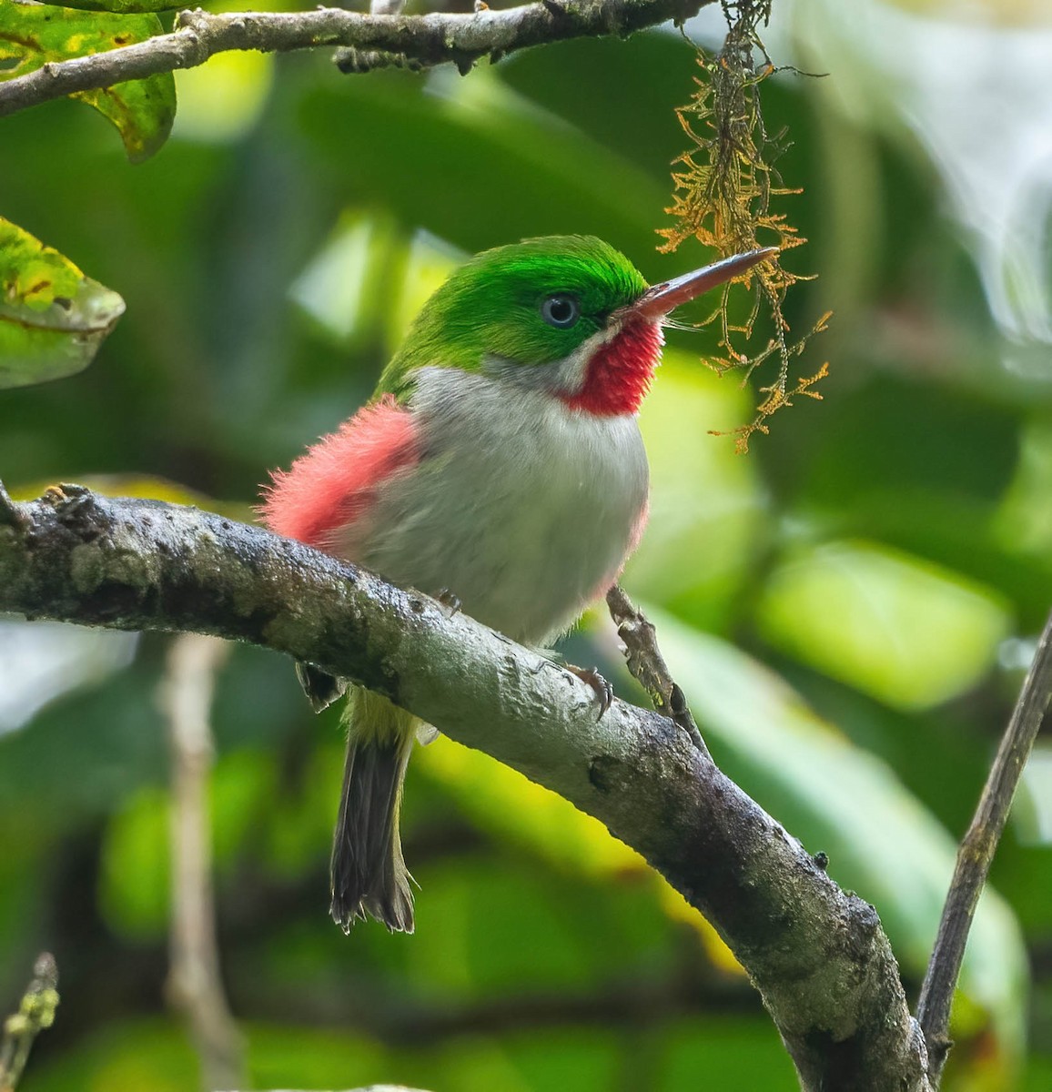 Narrow-billed Tody - ML439964161