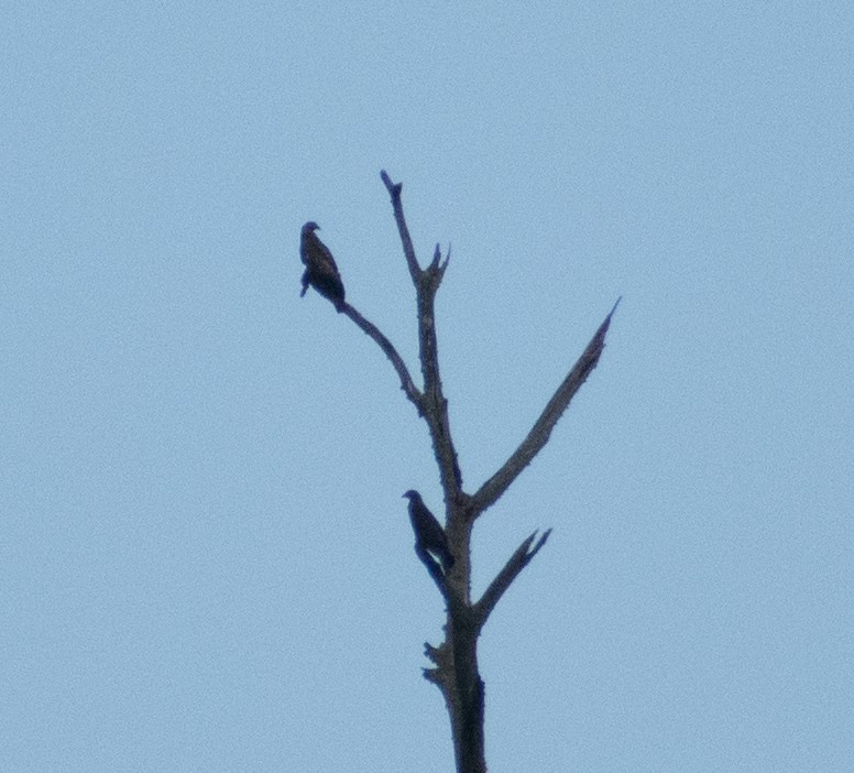 Oriental Honey-buzzard - ML439964191