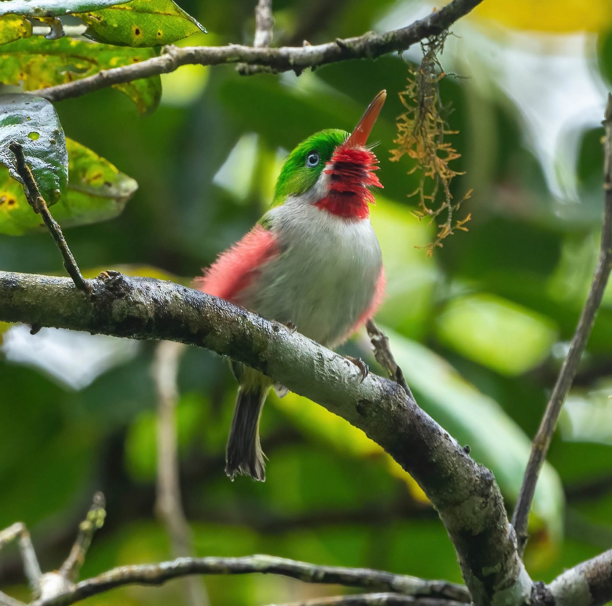 Narrow-billed Tody - ML439964241