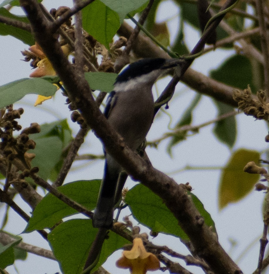 Bar-winged Flycatcher-shrike - Karan Matalia