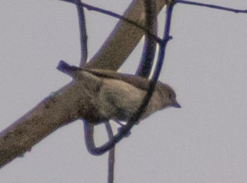 Thick-billed Flowerpecker - ML439964401