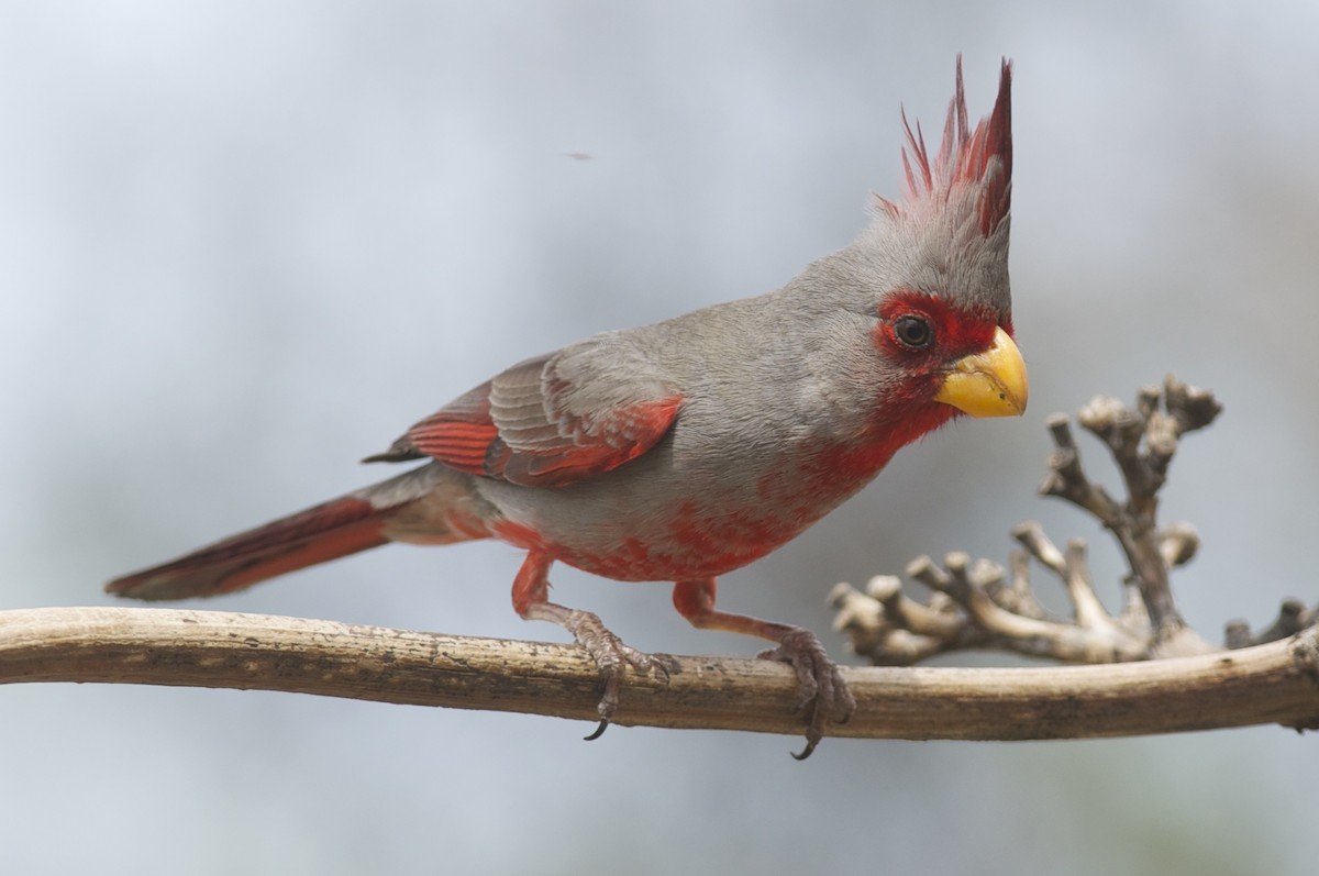 Pyrrhuloxia - Amanda Guercio