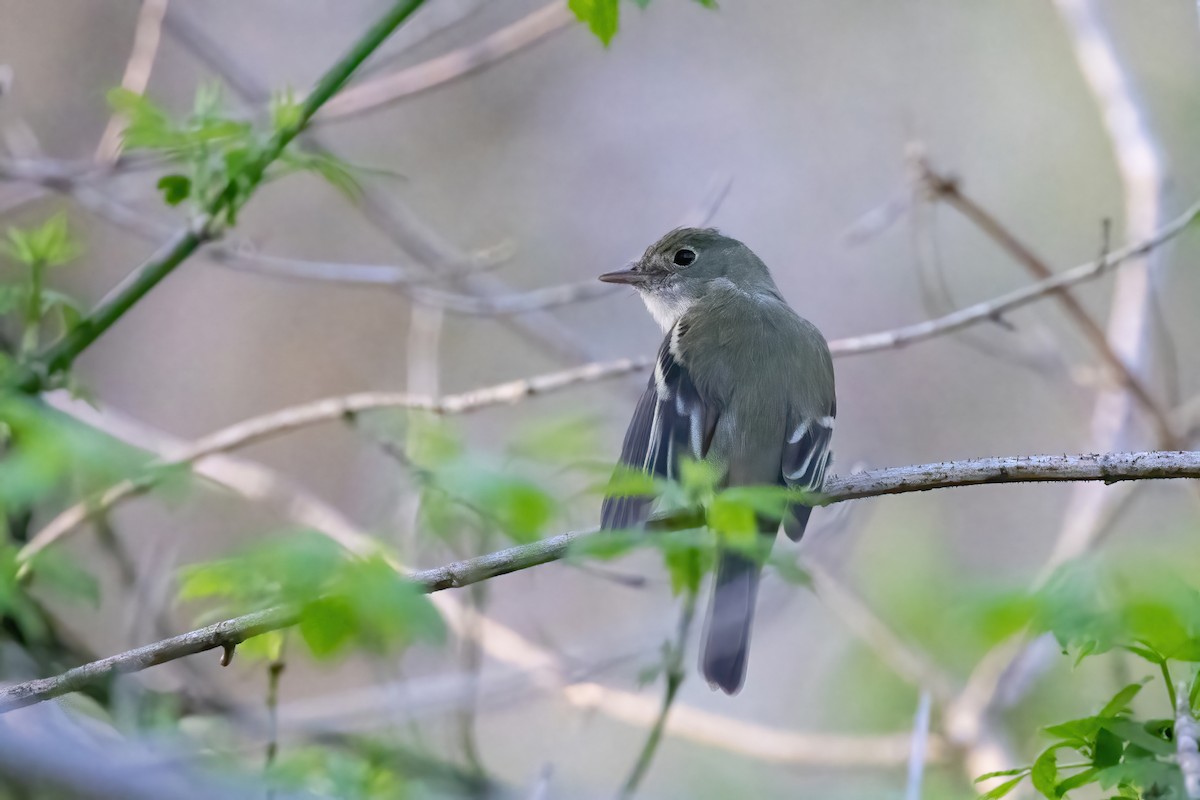 Acadian Flycatcher - ML439965081