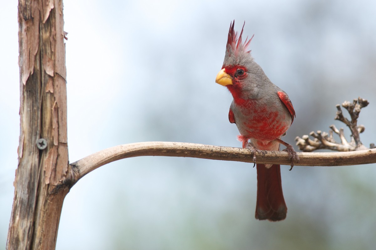 Pyrrhuloxia - Amanda Guercio