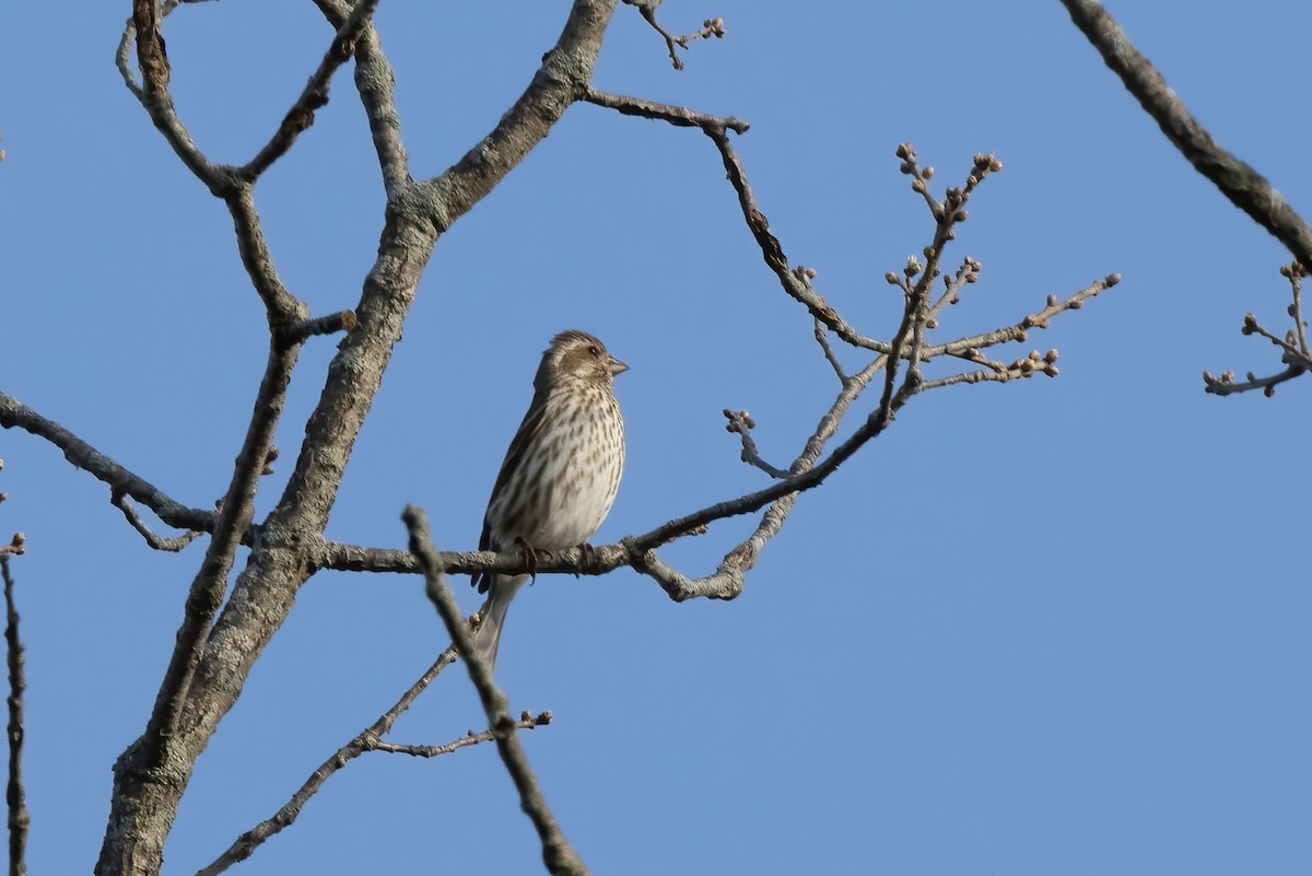 Purple Finch - ML439965121