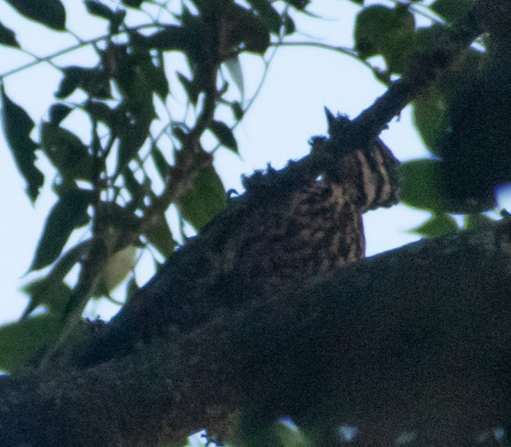 Common Flameback - ML439965191