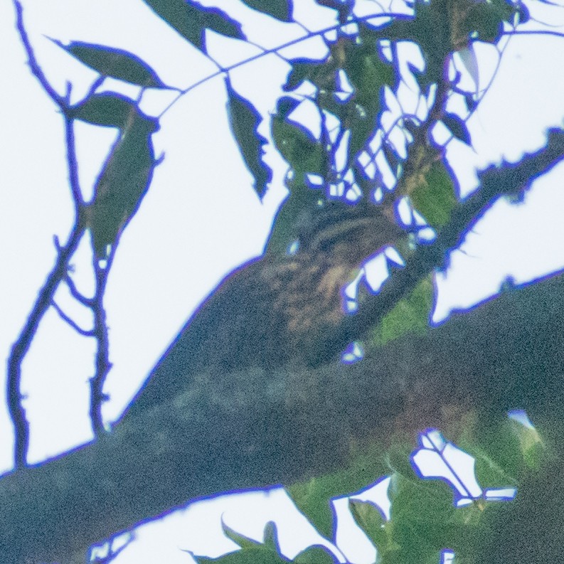 Common Flameback - ML439965201