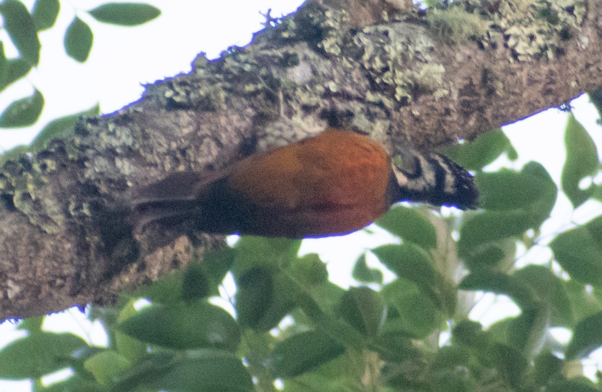 Common Flameback - ML439965211