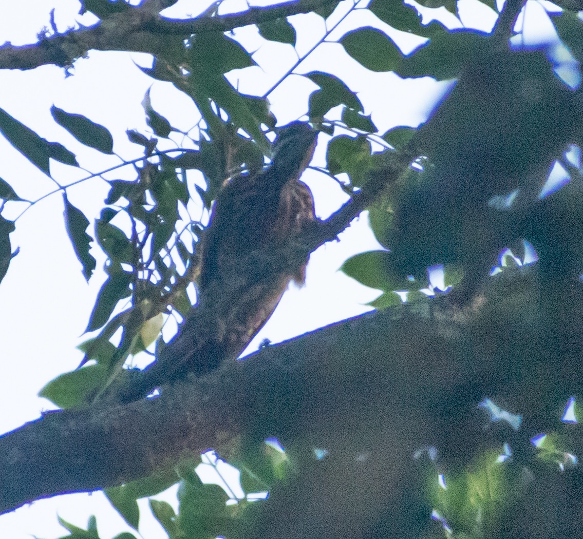 Common Flameback - Karan Matalia