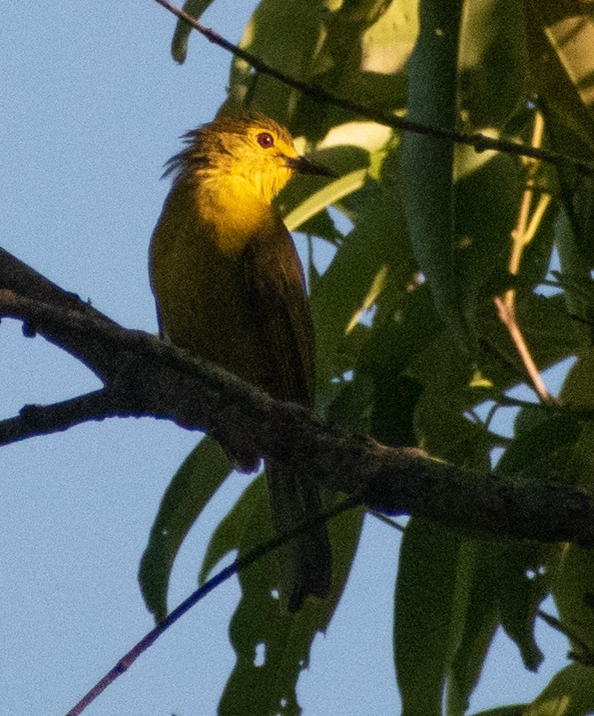 Yellow-browed Bulbul - Karan Matalia