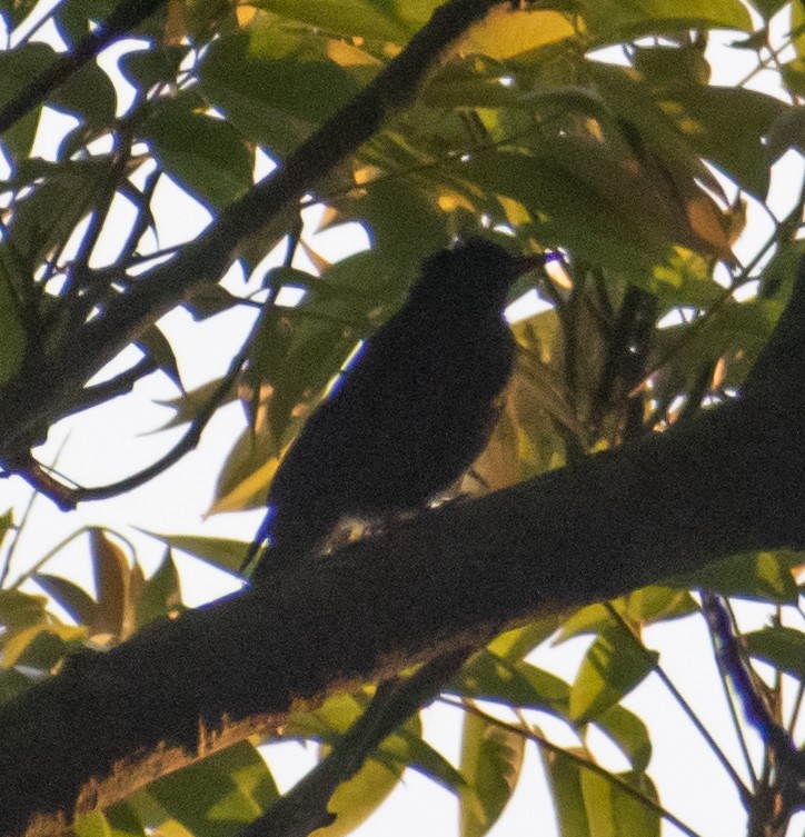 Square-tailed Bulbul - ML439965401