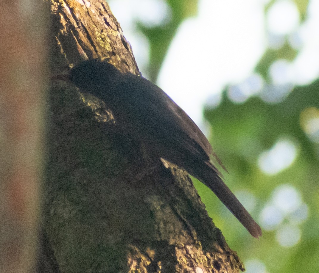 Bulbul des Ghats - ML439965441