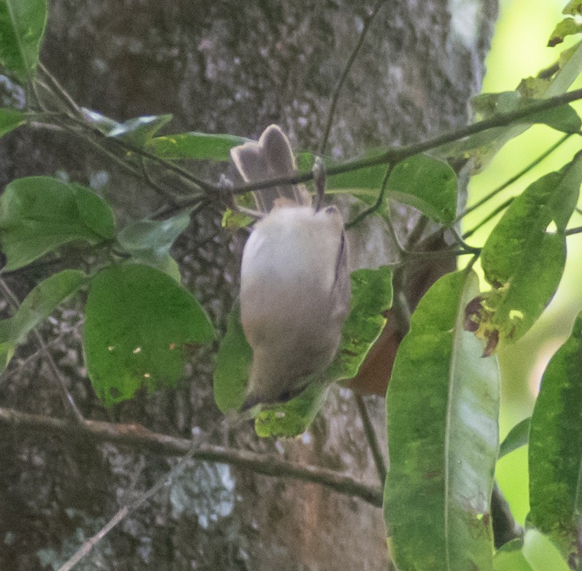 Brown-cheeked Fulvetta - Karan Matalia