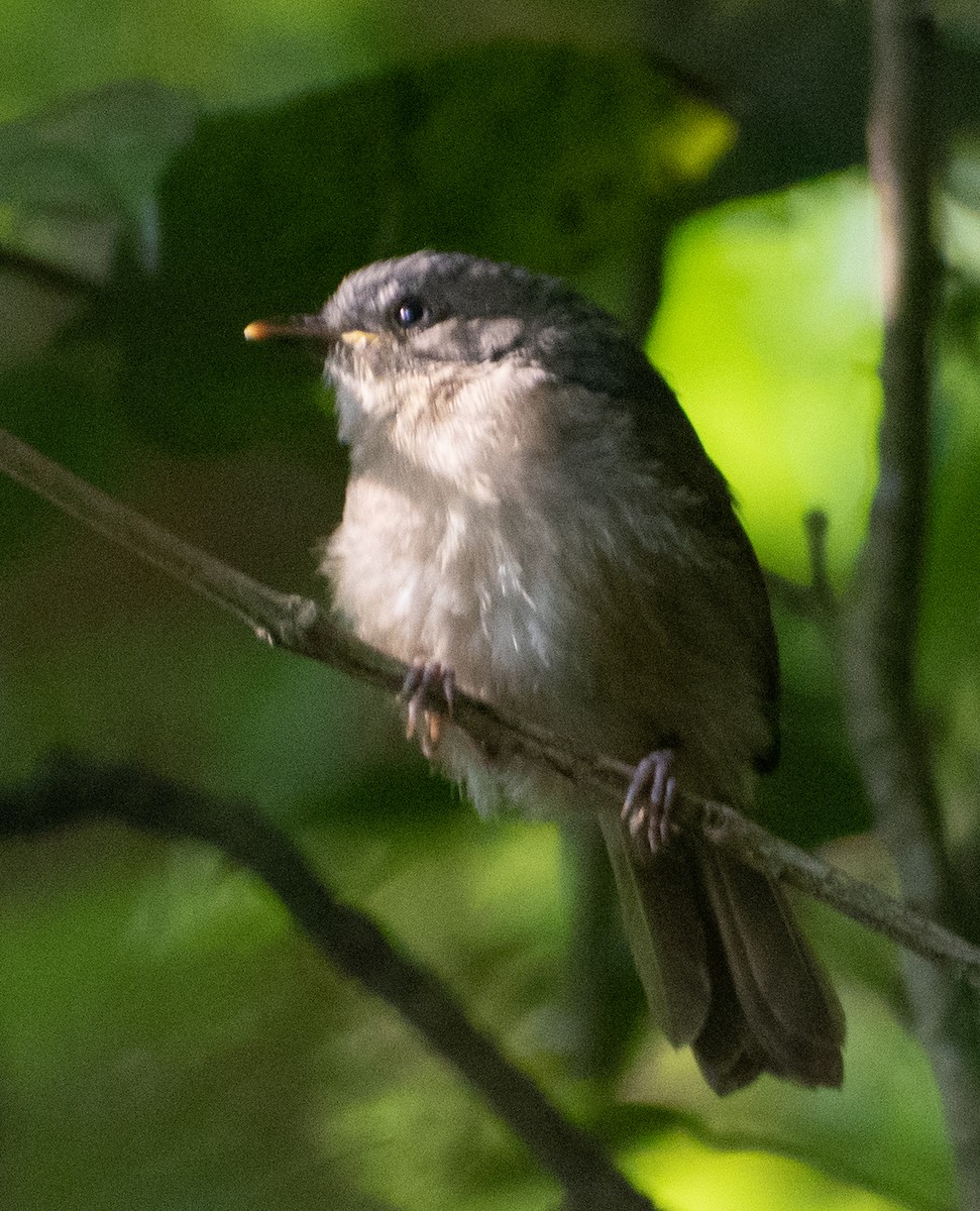 Brown-cheeked Fulvetta - Karan Matalia