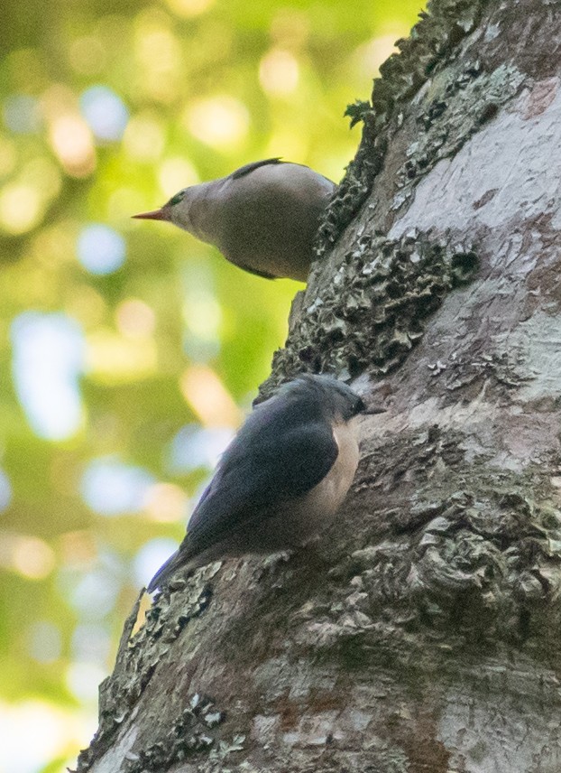 Velvet-fronted Nuthatch - Karan Matalia