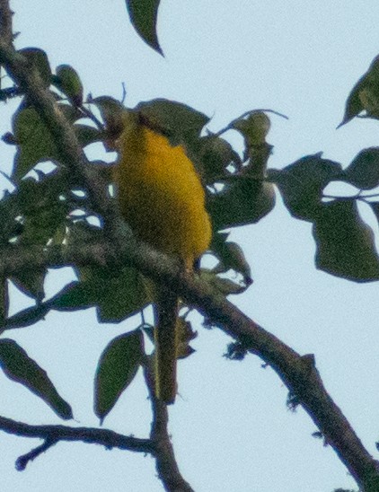 Orange Minivet - ML439966301