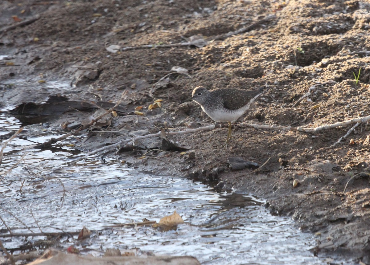 Solitary Sandpiper - Nathan Moses