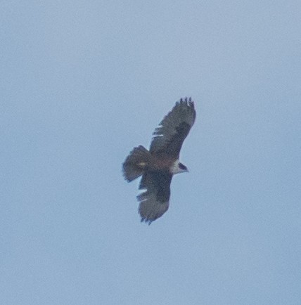 Rufous-bellied Eagle - ML439966481