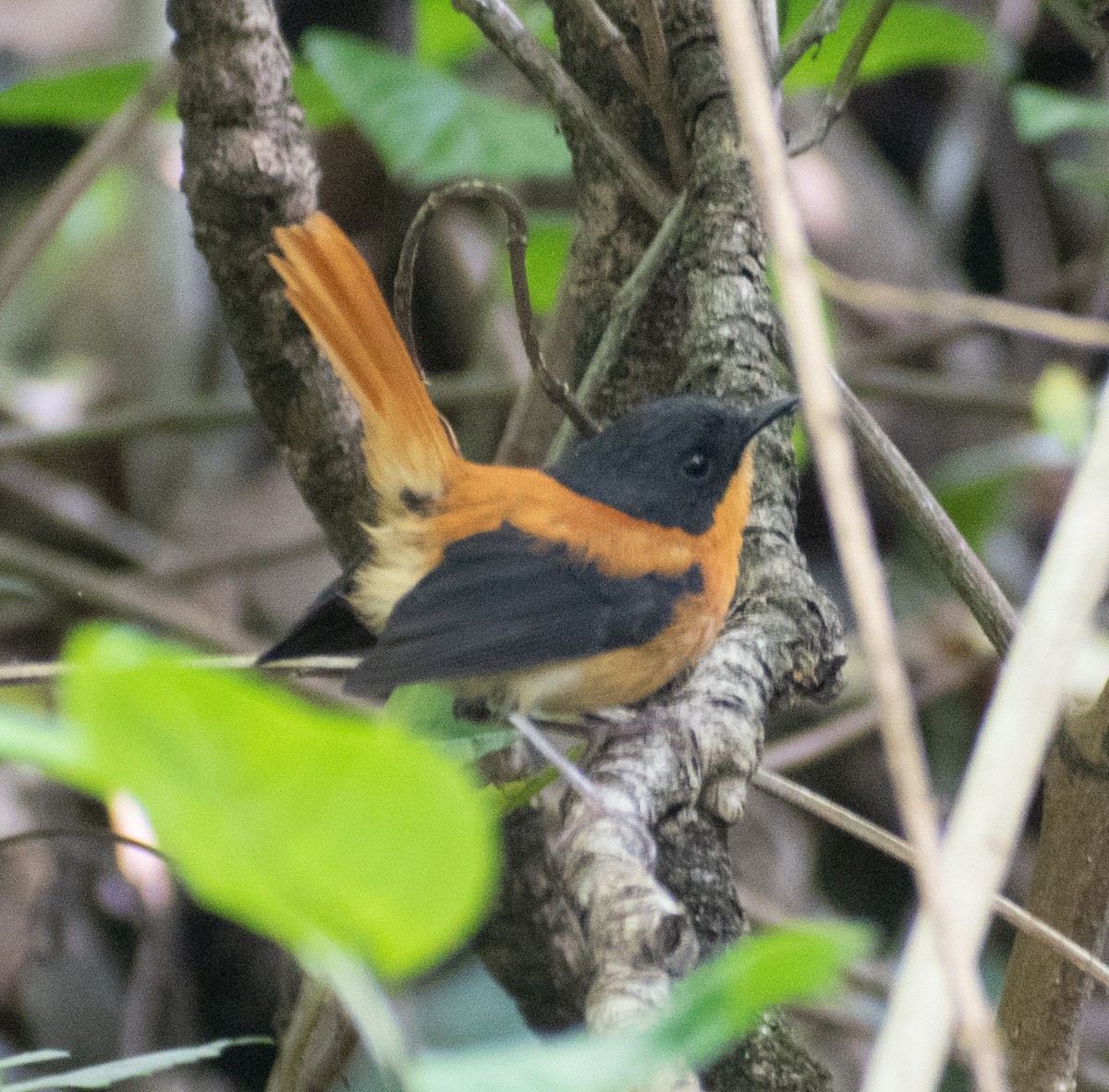 Black-and-orange Flycatcher - Karan Matalia