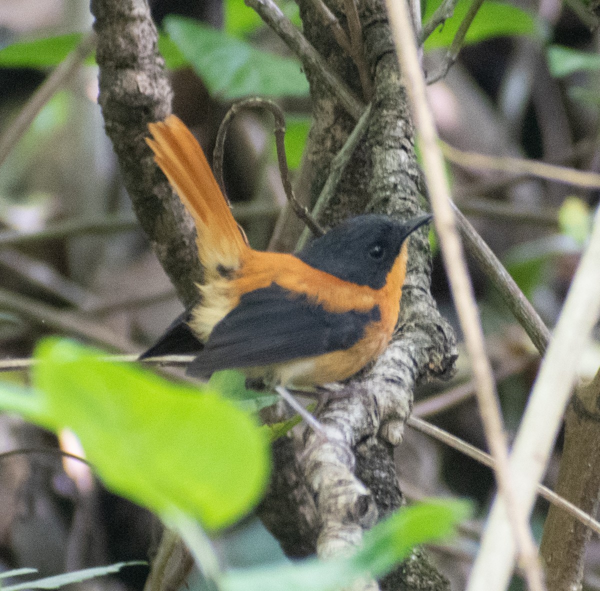 Black-and-orange Flycatcher - ML439966581