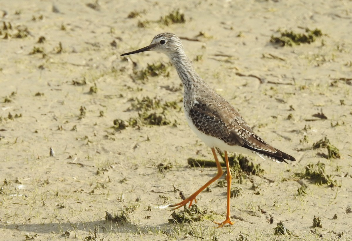 Lesser Yellowlegs - Joel Adams