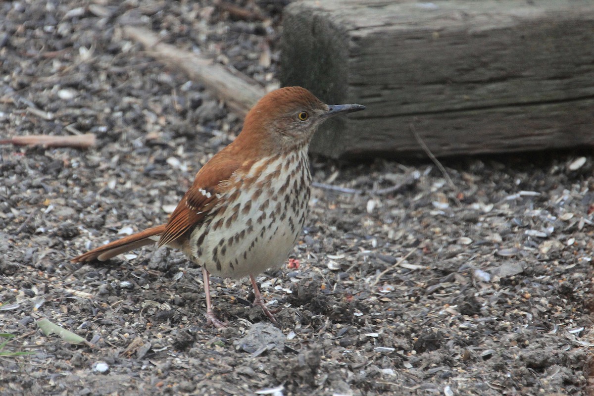 Brown Thrasher - ML439967921