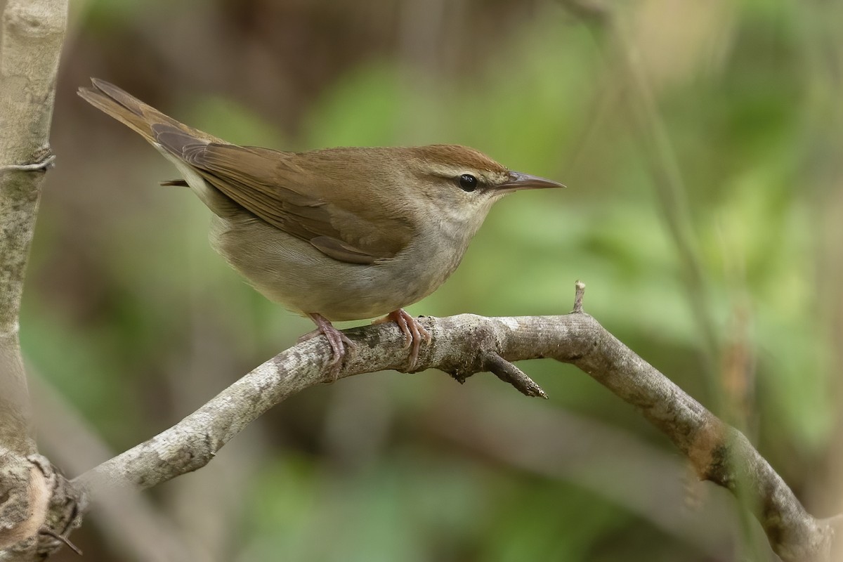 Swainson's Warbler - Matt Felperin