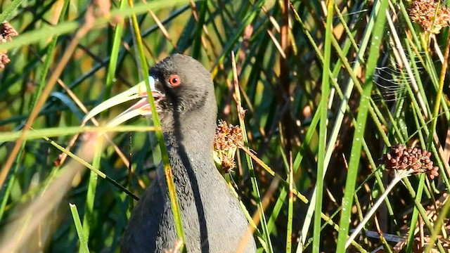 Plumbeous Rail - ML439968501