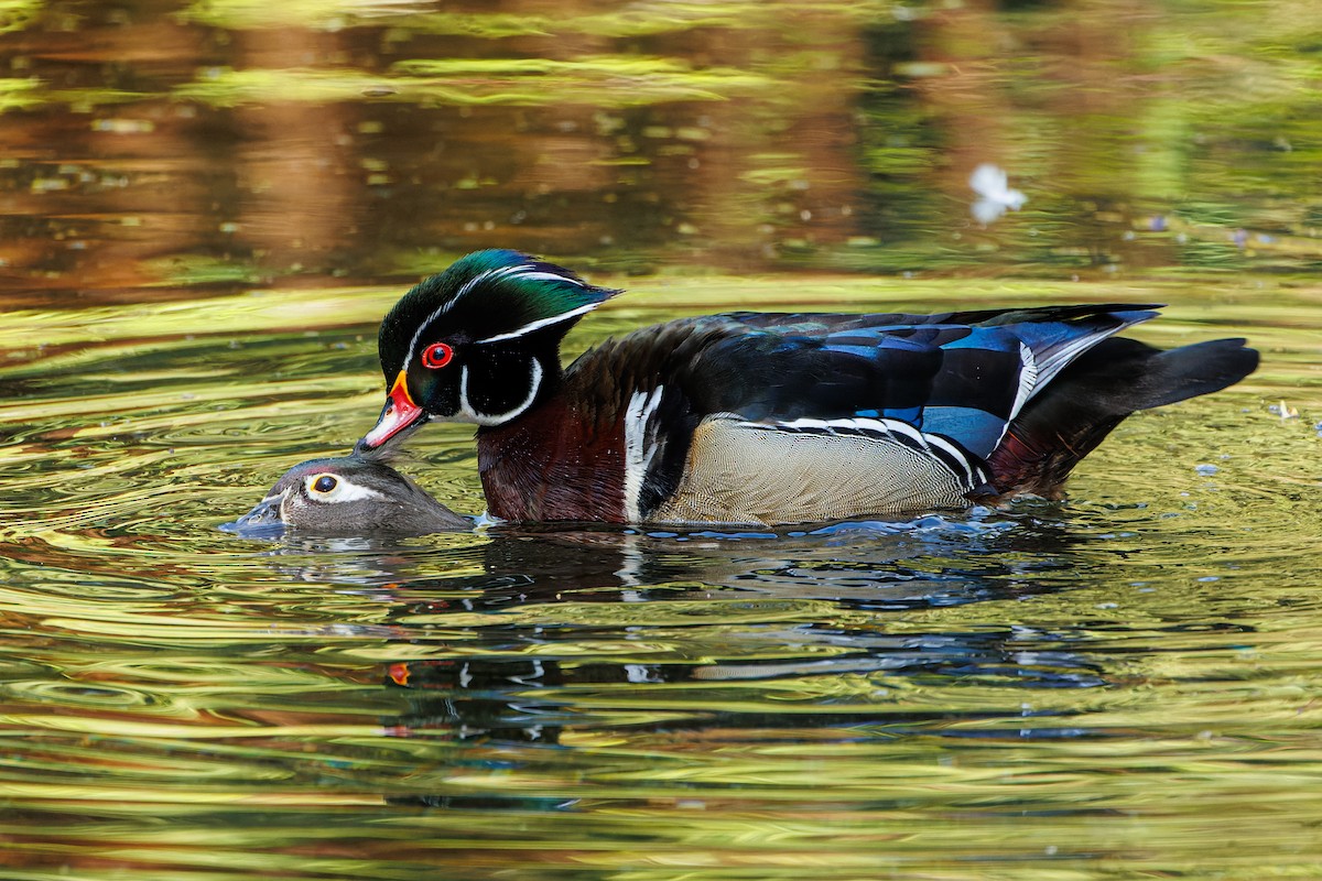 Wood Duck - Frank Lin