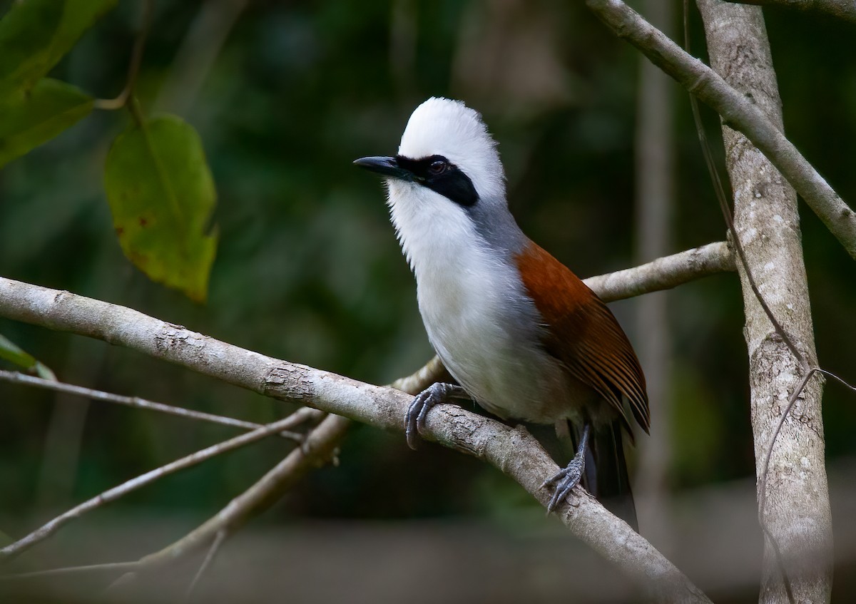 White-crested Laughingthrush - ML439968801