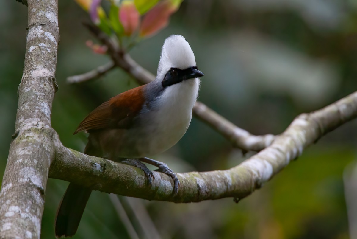 White-crested Laughingthrush - ML439968841