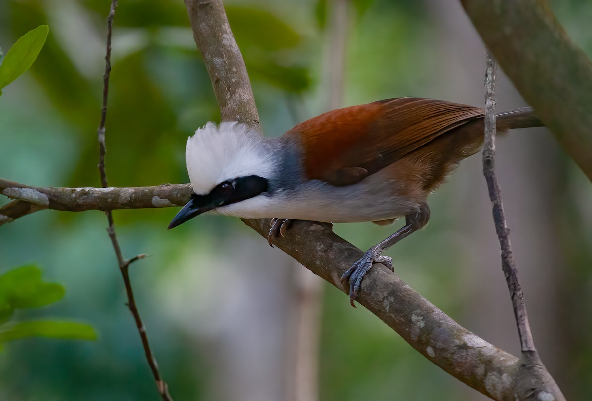 White-crested Laughingthrush - ML439968941