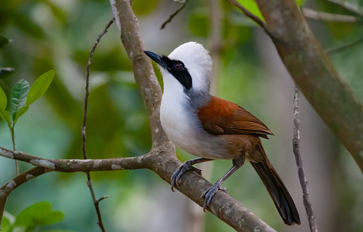 White-crested Laughingthrush - ML439968991