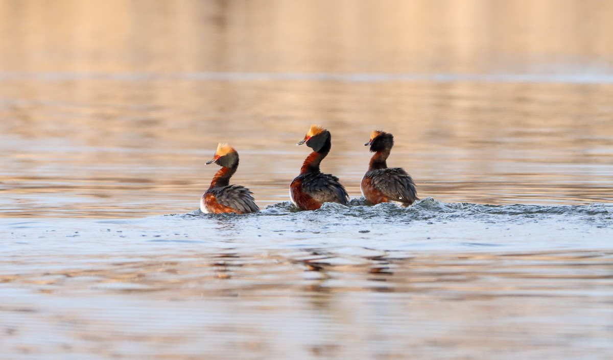 Horned Grebe - Kirsty Diamond