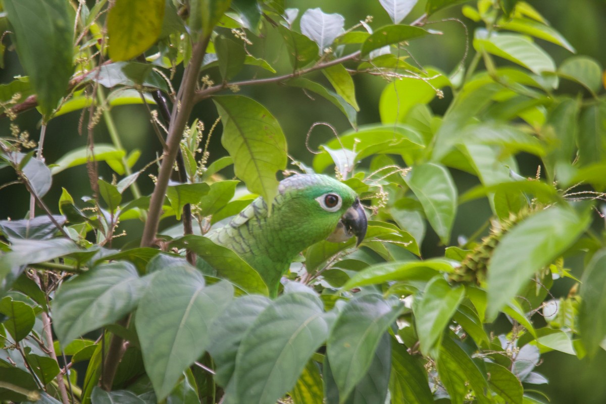 Mealy Amazon - kenneth reyes