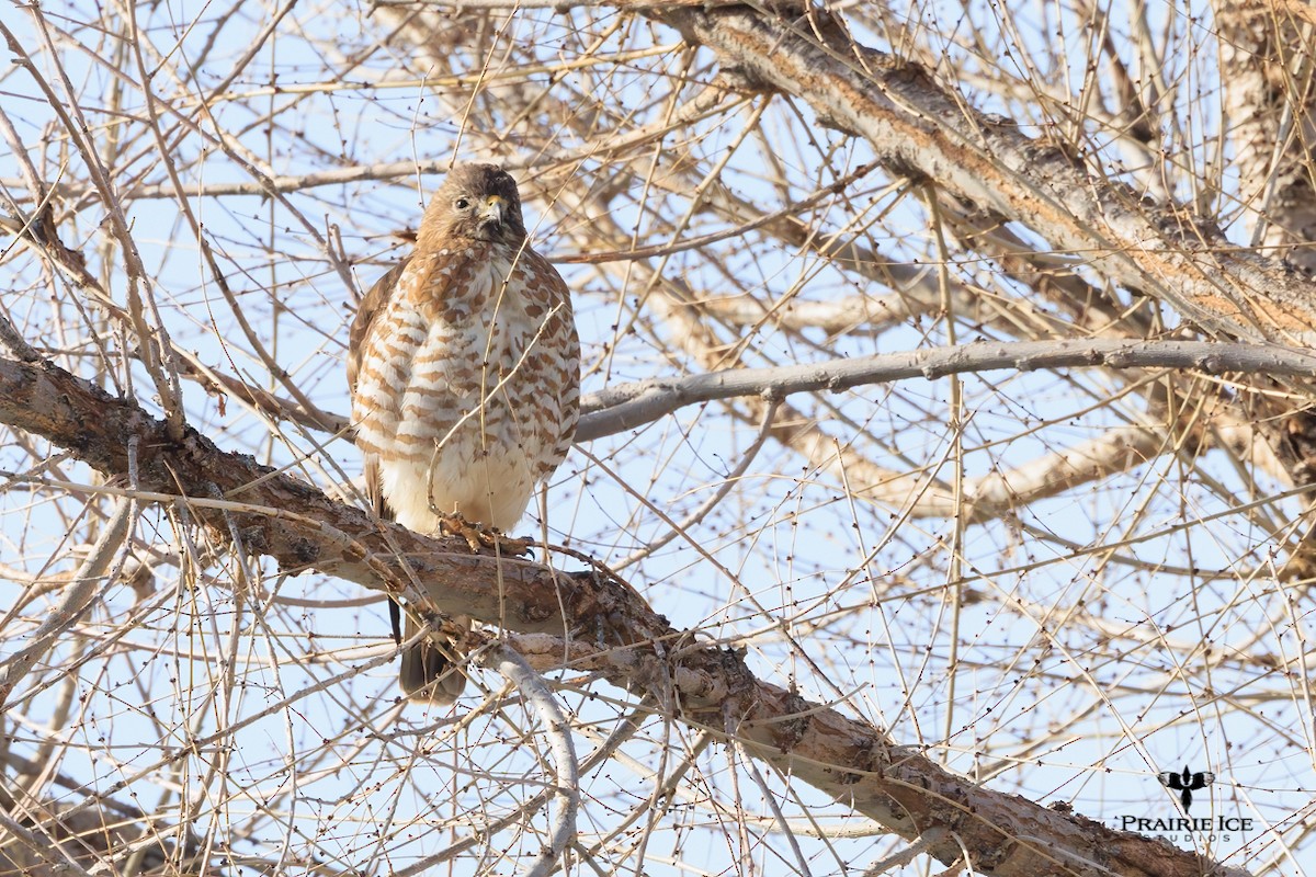 Broad-winged Hawk - ML439971391