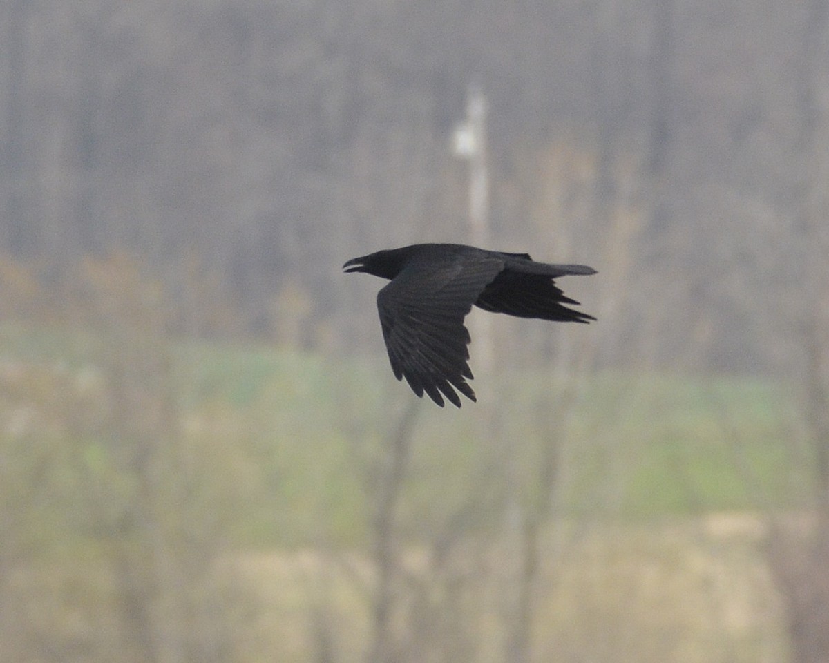 Common Raven - ML439971911