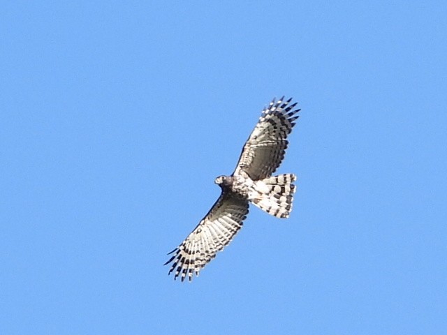 Gray-headed Kite - ML439972331