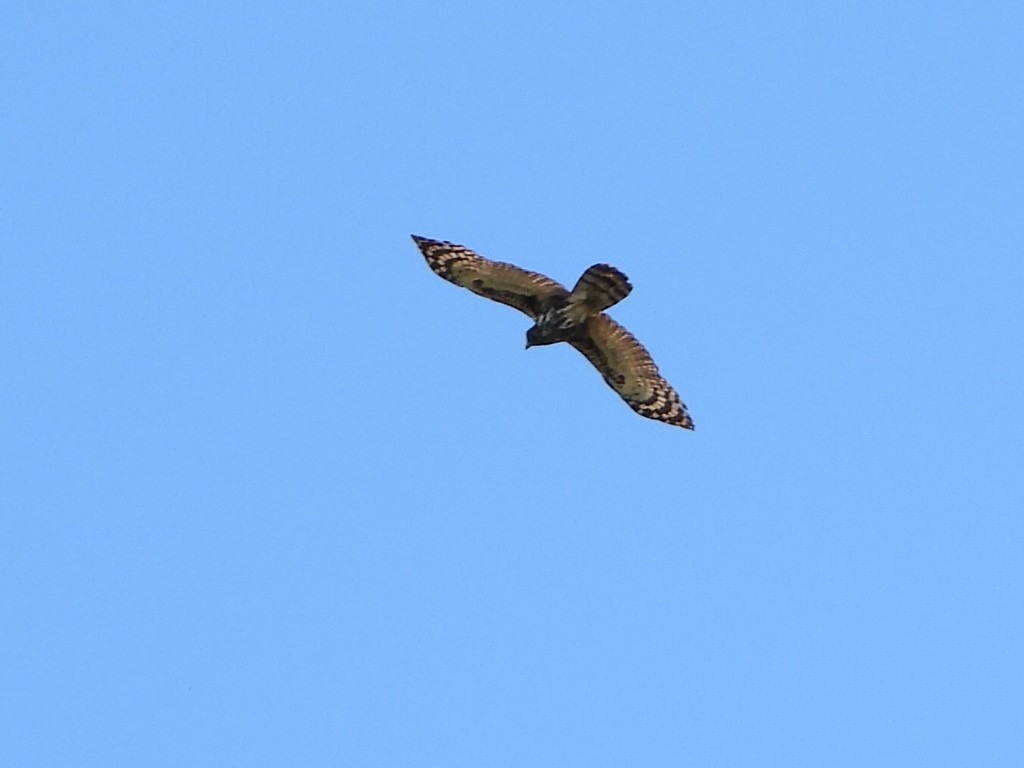 Gray-headed Kite - ML439972421